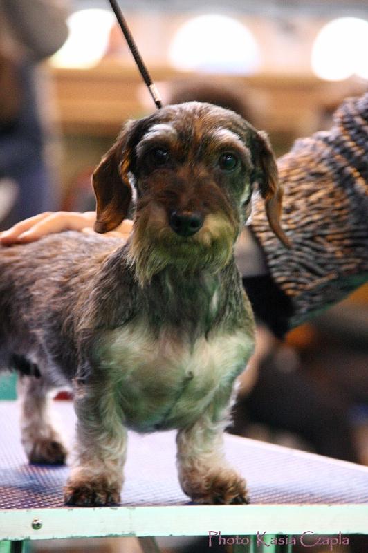 Crufts2011_2 1607.jpg